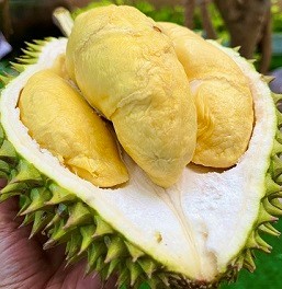 Ri6 Durian 
